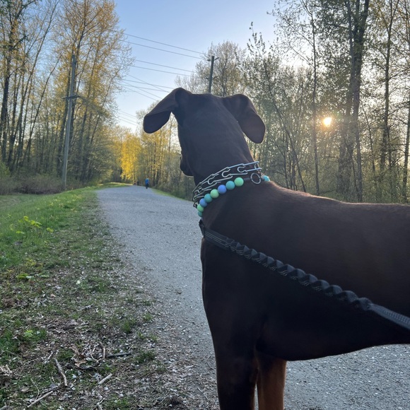 Handcrafted Beaded Dog Collar - Luna - Teal and Green Collar - Picture 8 of 16